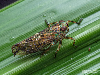 Planthopper (Fulgoromorpha) - P3293033