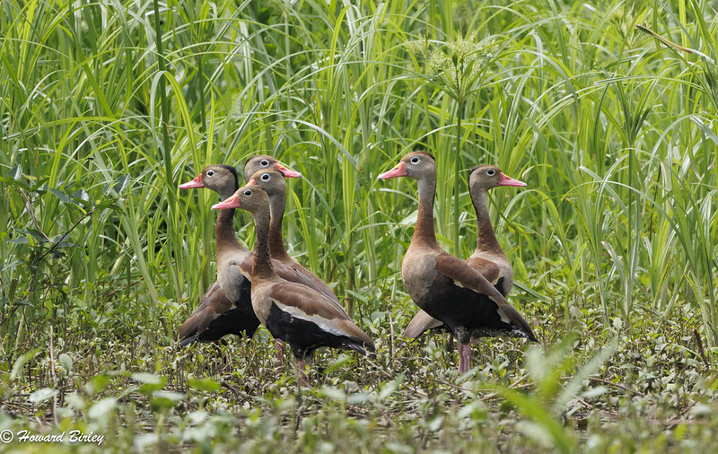 Black-bellied Whistling Ducks