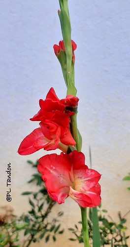 Red Gladiolus Spike | by Scientific Photography (23.5 Million views)
