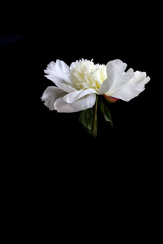 White Peony | by cas lad