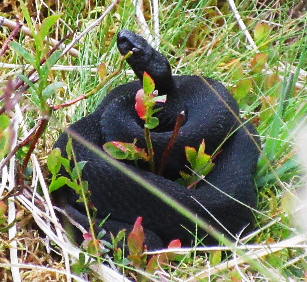 Black Adder Coil Hickaton Hill Dartmoor | This snake is on m… | Flickr