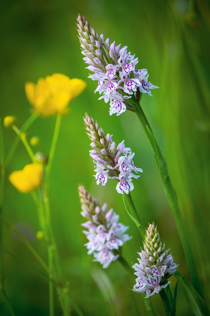 Quartet | Check out my on location video here www.lightsandt… | Flickr