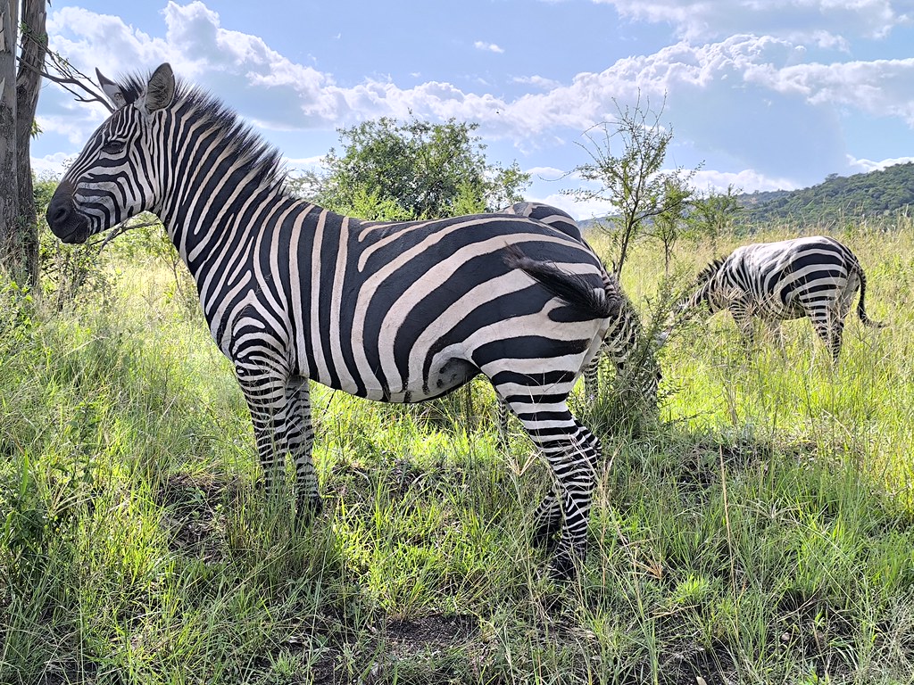 Viva The Zebras