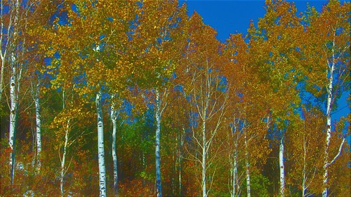Fall Glory | by lckoch61