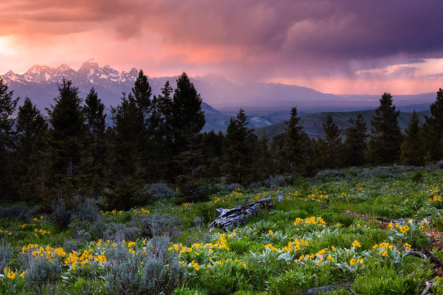 Stormy Sunset over Balsamroot Wildflowers
