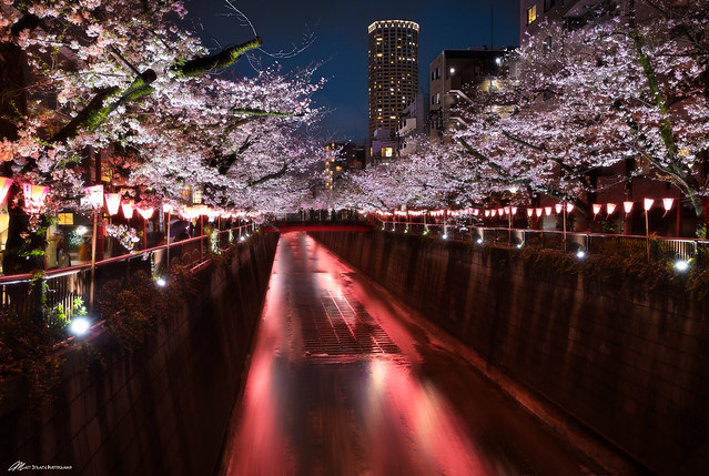 Nakameguro Cherry Blossoms