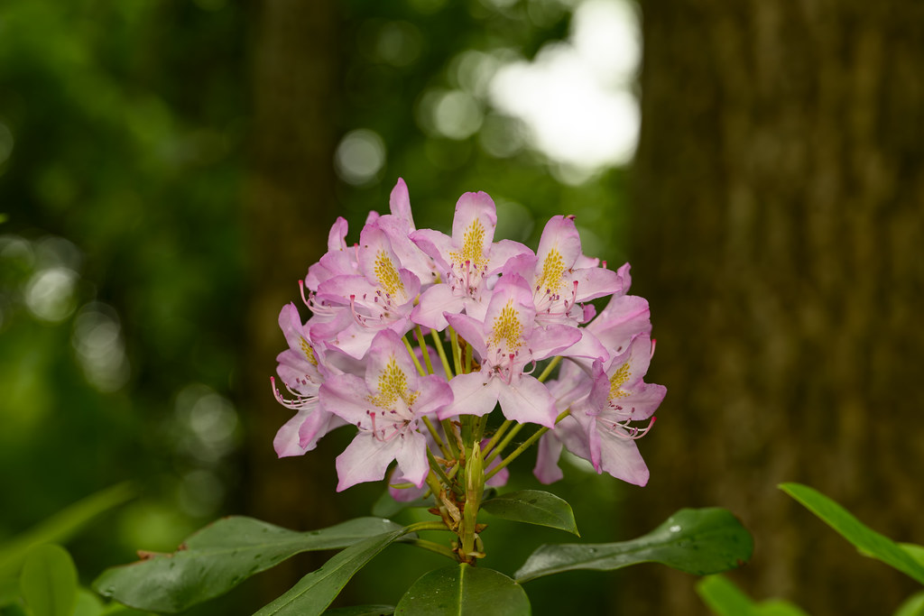 Pink rhododendron