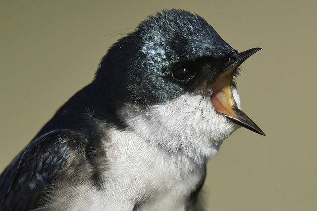 Tree swallow