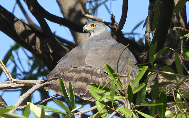 鳳頭蒼鷹/無限台南