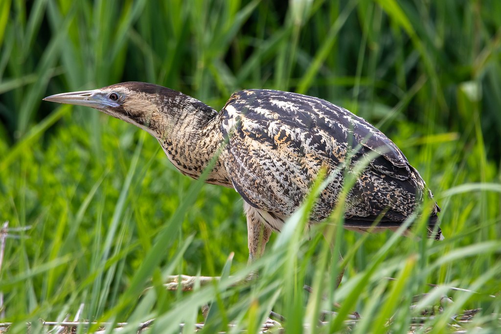 Bittern | Workfree photography | Flickr