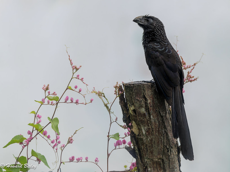 Grove-billed Ani