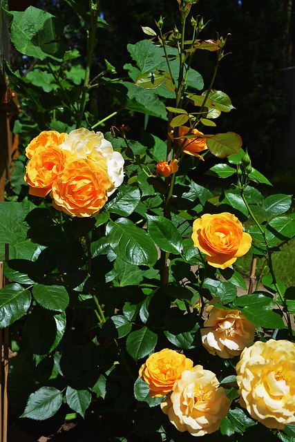 yellow roses :)