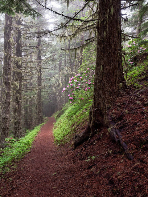 Rhody's in the mIst