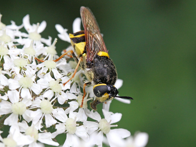 Banded General (Stratiomys potamida) female