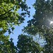 In the Canopy