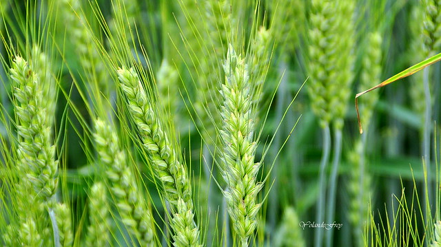 Les épis verts.... Explore 28/06/2025
