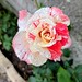 Rosa Harry Wheatcroft