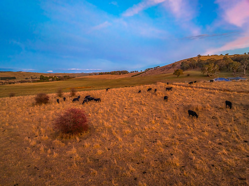 Aerial Winter Rural Sunset with Cows by Merrillie, Sunset over the countryside with cows in the paddock at Blayney in the Central West of NSW, Australi