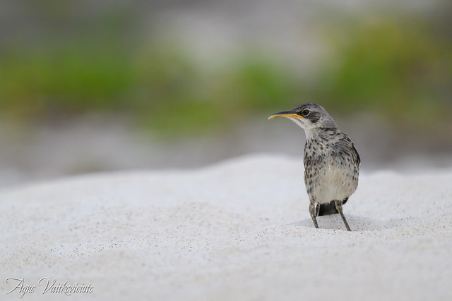 Hey, what is over there? :)