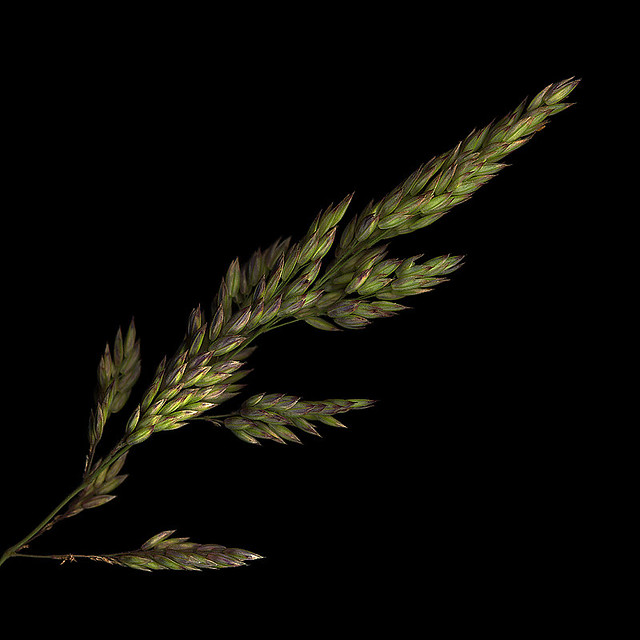 THE SPLENDOUR OF WILD GRASSES...