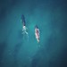 Humpback Whales at West Cape Howe NP