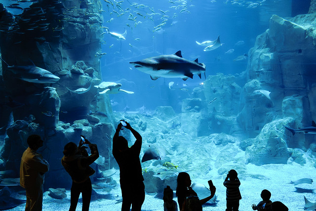Shark: Superstar of the aqua park