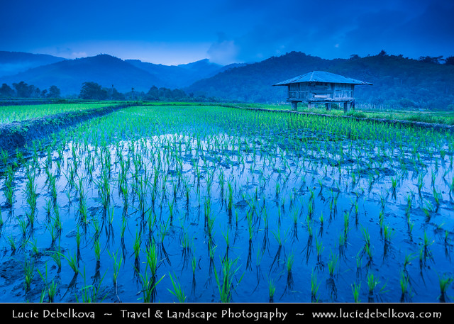 Indonesia - Flores Island - Rice Fields in Moni Village at Blue Hour - Twilight - Dusk - Night