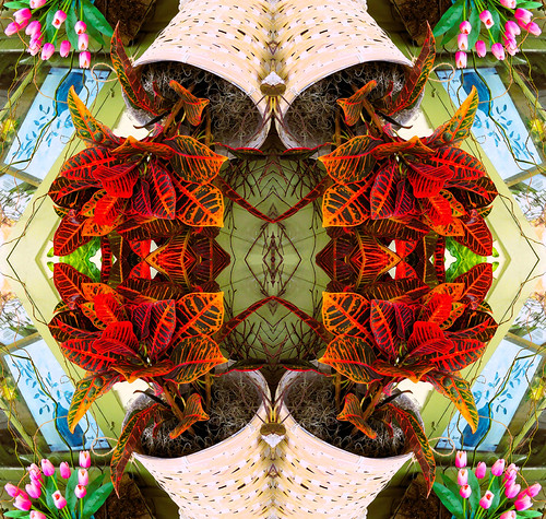 Croton Plant  Quadrant Kaleidoscope (1) | by Roger's quadrant kaleidoscopes