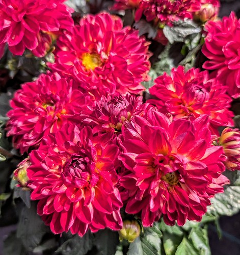 Dahlia HYPNOTICA® 'Tequlia Sunrise' by janicequintal, 