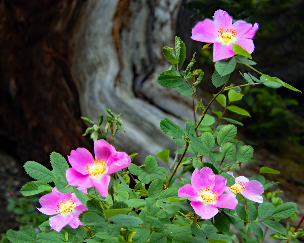 Wild Roses | I have loved wild roses almost all my life--I f… | Flickr