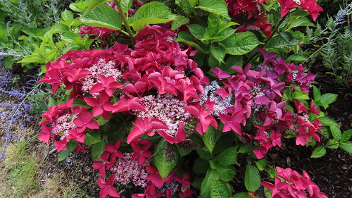 Hydrangea at Howick Hall | by galanthophile