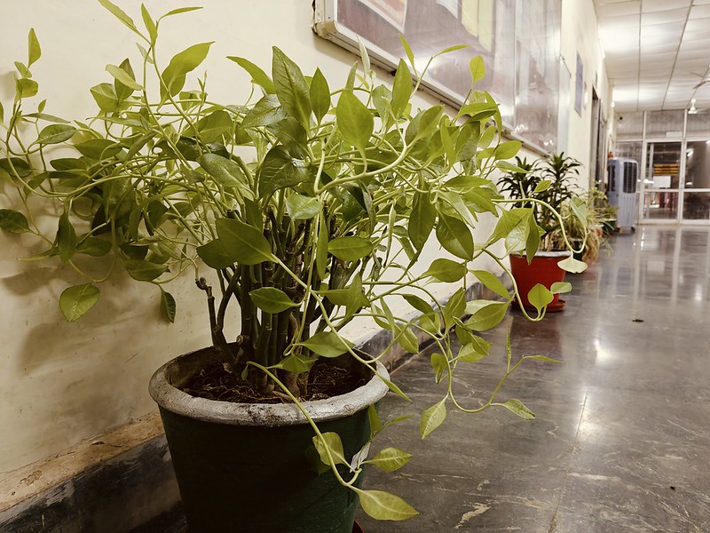 Manit Library Central Library MANIT Bhopal | Flickr