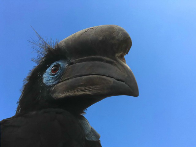 Black-casqued hornbill ♂