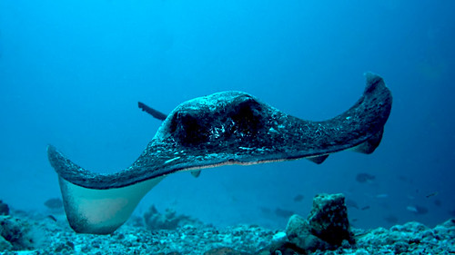 Aldabra2