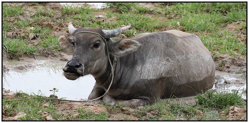 Cambodia: A Photographic Perspective.