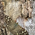 Speckled Wood