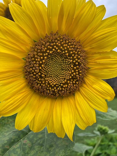 Sunflower closeup | by deanrr