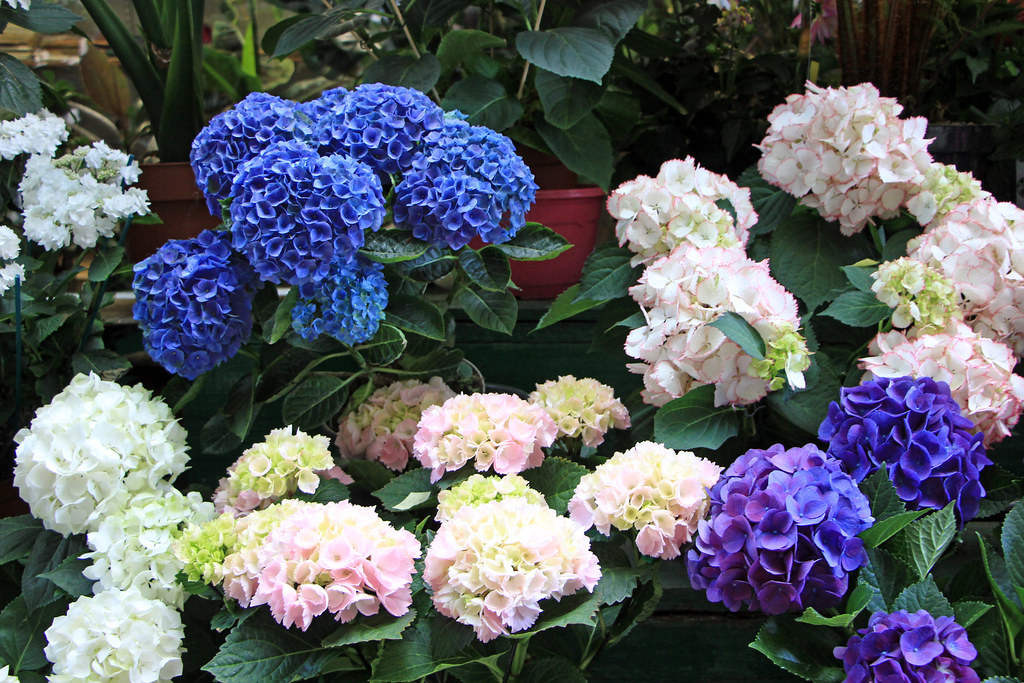 Hydrangea in Several Colors II | John B. | Flickr