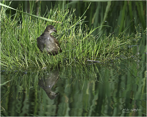 Juvenile Moorhen