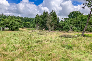 Wacholderhain am Wacholder-Patt mit Schafen und Ziege
