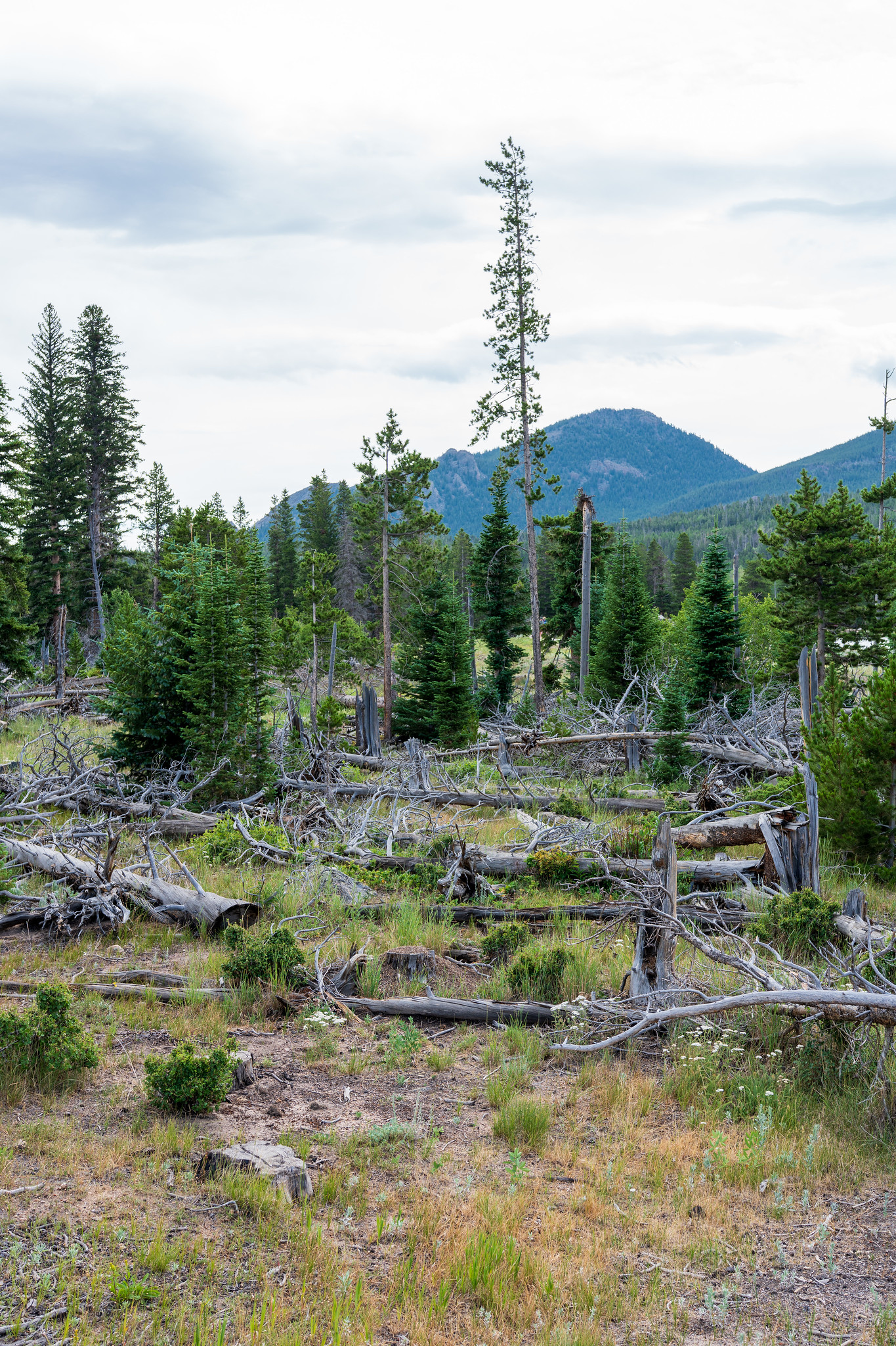 Restoration Area