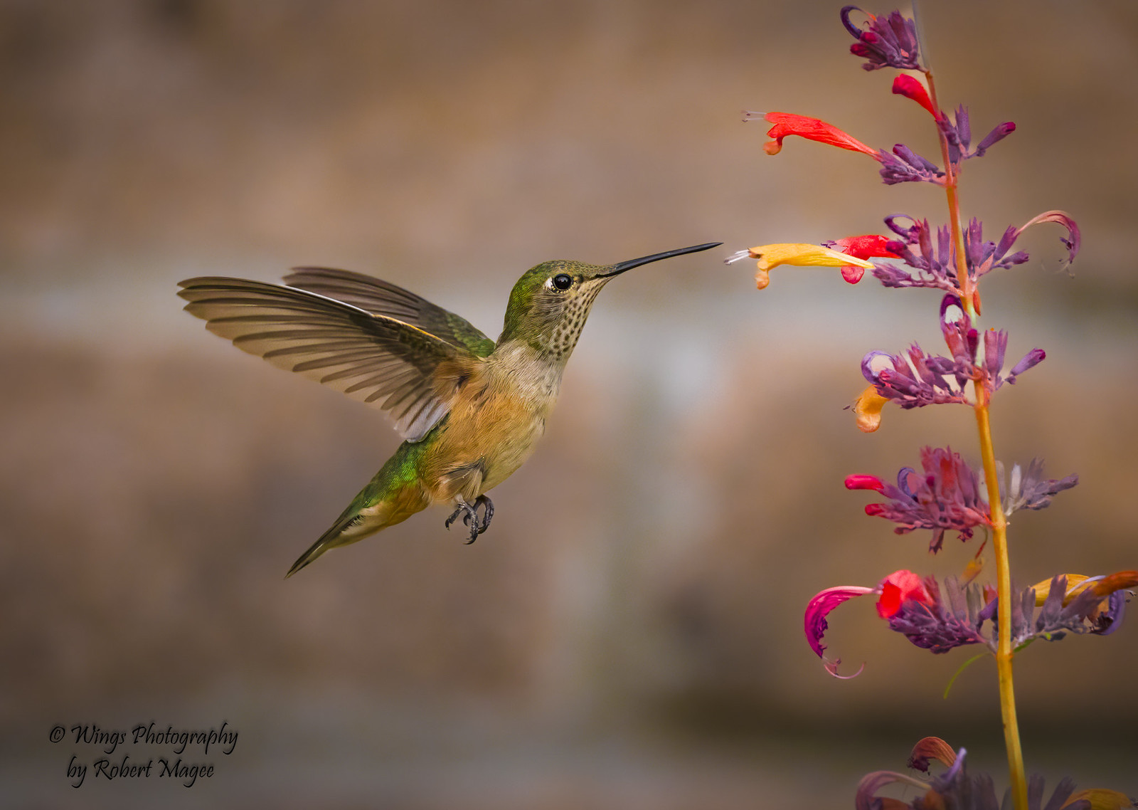 Hummingbirds | Flickr