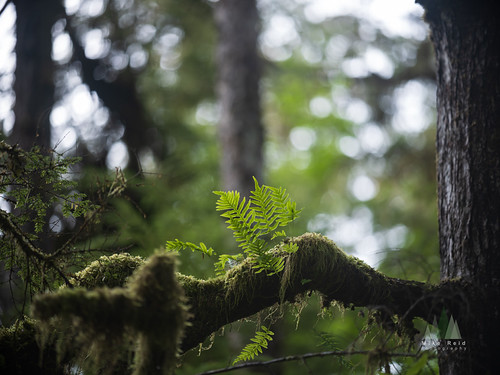 Ferns in the Forest