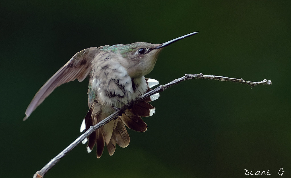 Female Ruby Throated Hummingbird | I would like to thank eve… | Flickr