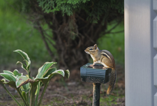 Backyard chipmunk | by jc-pics
