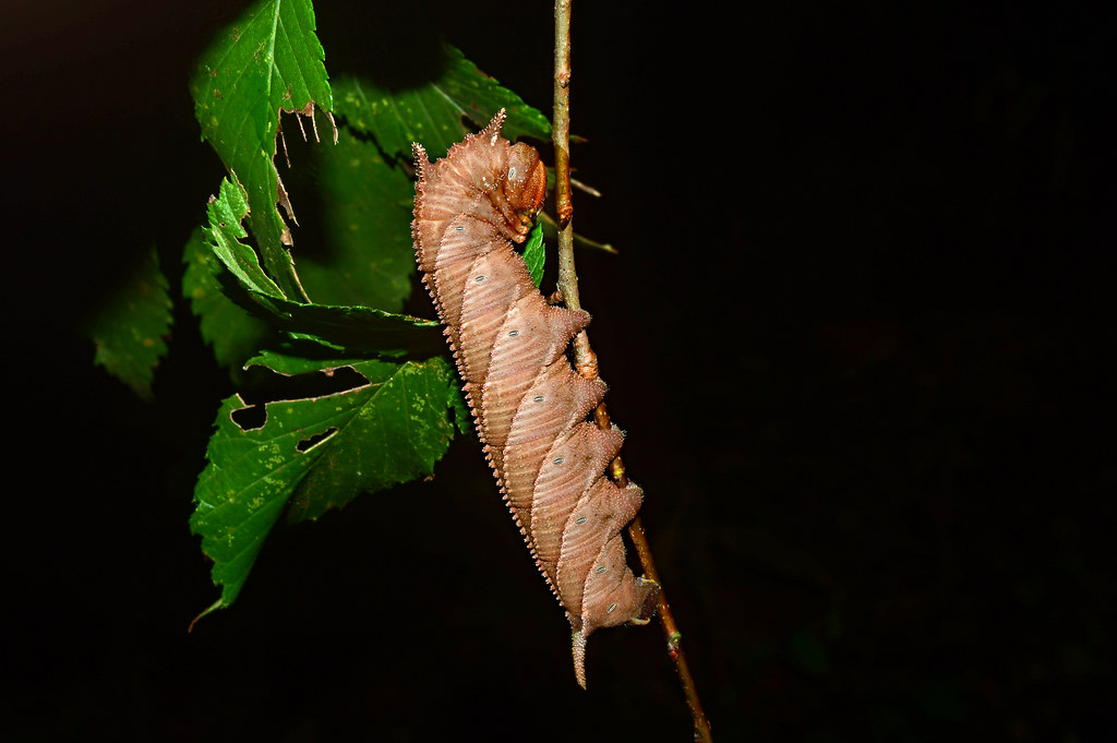 Elmer Insect An Awesome LIFER~ Elm Sphinx Moth (Ceratomia amyntor) Cate… | Flickr