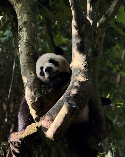 Relaxing Panda | by Jayden Lam