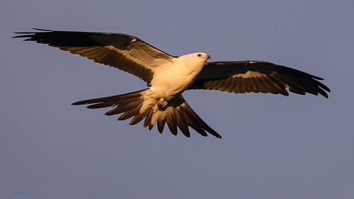 Swallow-tailled kite by RKop, Landing sequence in sunrise golden light. A juvenile returns to the community roosting tree. Only th