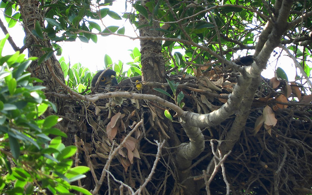 鳳頭蒼鷹/無限台南