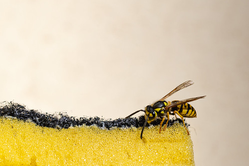 Paper wasp | by kurjuz